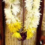 (Fuji Mum Garland)
The bride and groom had a modest budget to work within. Instead of ordering their garlands, I made them with fugi mums. ~